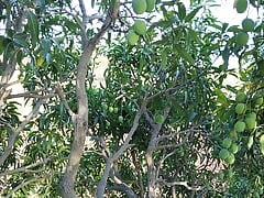 Agriculture Forest Mango tree Gay Romantic video in Hindi language